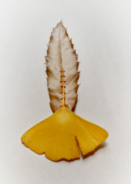 Arkan Zakharov Studio